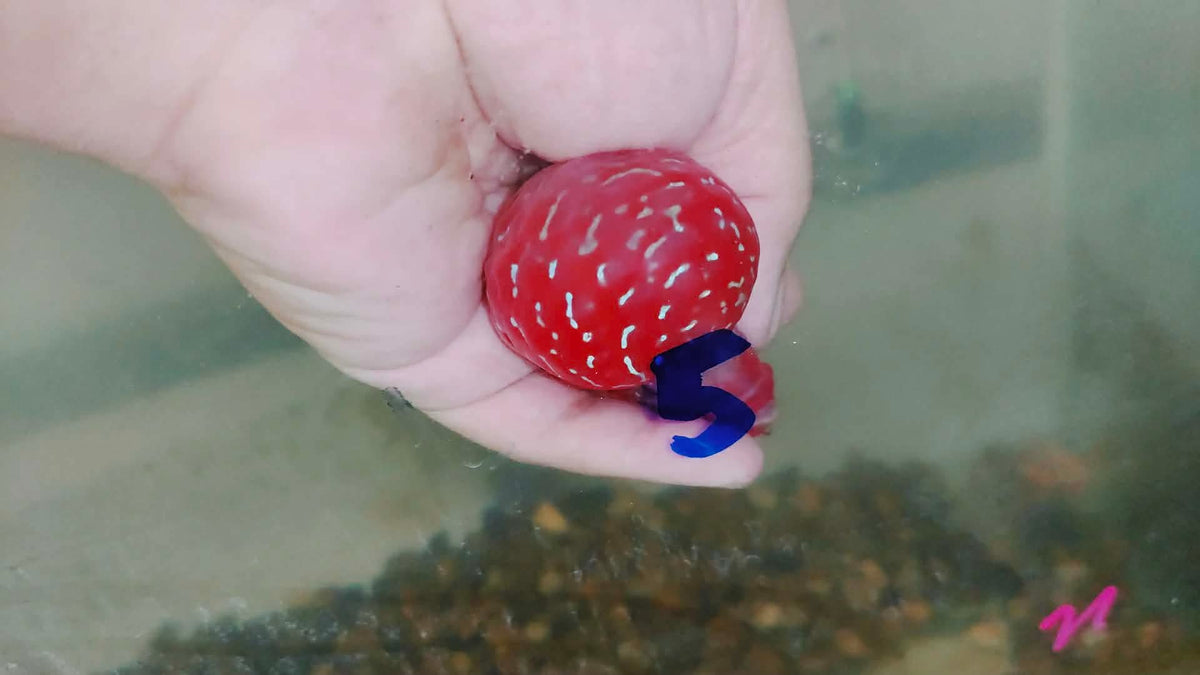 Live Thai Super Red Dragon Flowerhorn SRD-034 photo 3