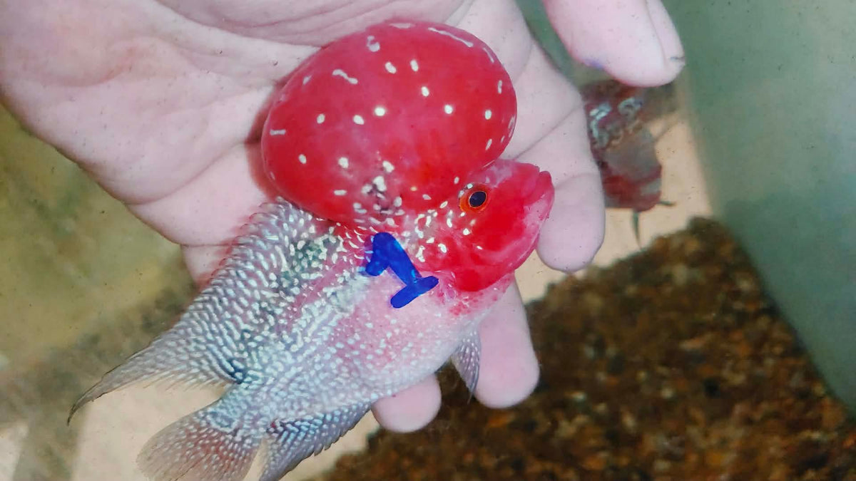 Live Thai Super Red Dragon Flowerhorn SRD-035 photo 1