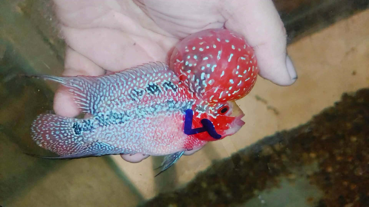 Live Thai Super Red Dragon Flowerhorn SRD-038 photo 2