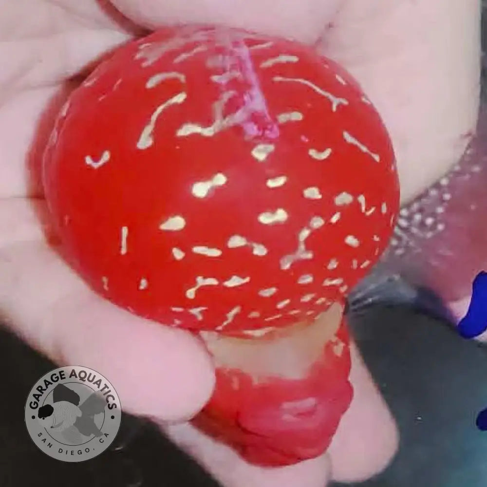 Super Red Dragon Flowerhorn MALE 4ββ inch MONSTER KOK (SRD-020) - Super Red Dragon / 4ββ inch - FLOWERHORN