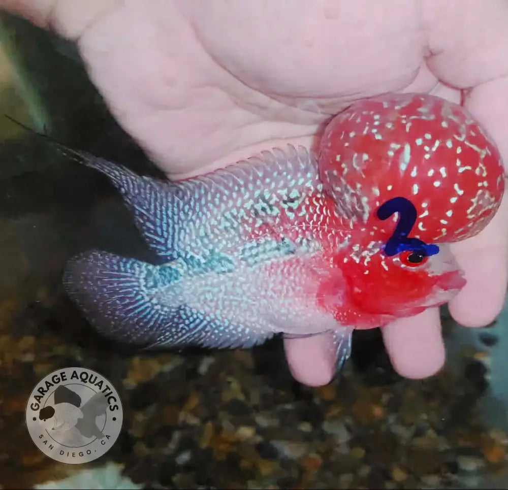 Super Red Dragon Flowerhorn MALE 4ββ inch MONSTER KOK (SRD-021) - Super Red Dragon / 4ββ inch - FLOWERHORN