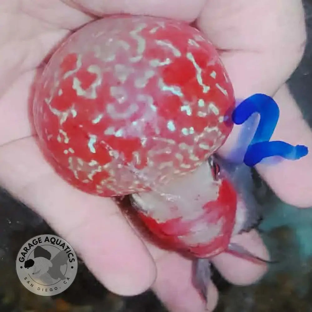 Super Red Dragon Flowerhorn MALE 4ββ inch MONSTER KOK (SRD-021) - Super Red Dragon / 4ββ inch - FLOWERHORN