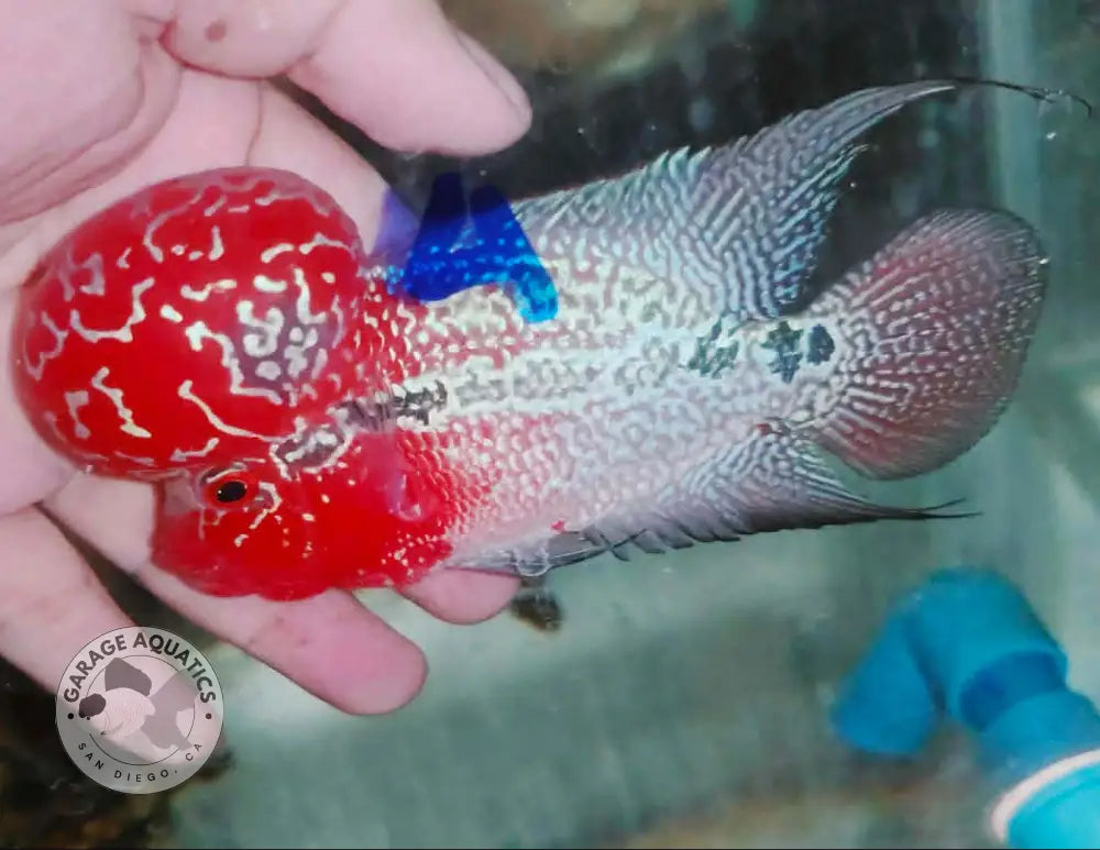 Super Red Dragon Flowerhorn MALE 4ββ inch MONSTER KOK (SRD-023) - Super Red Dragon / 4ββ inch - FLOWERHORN