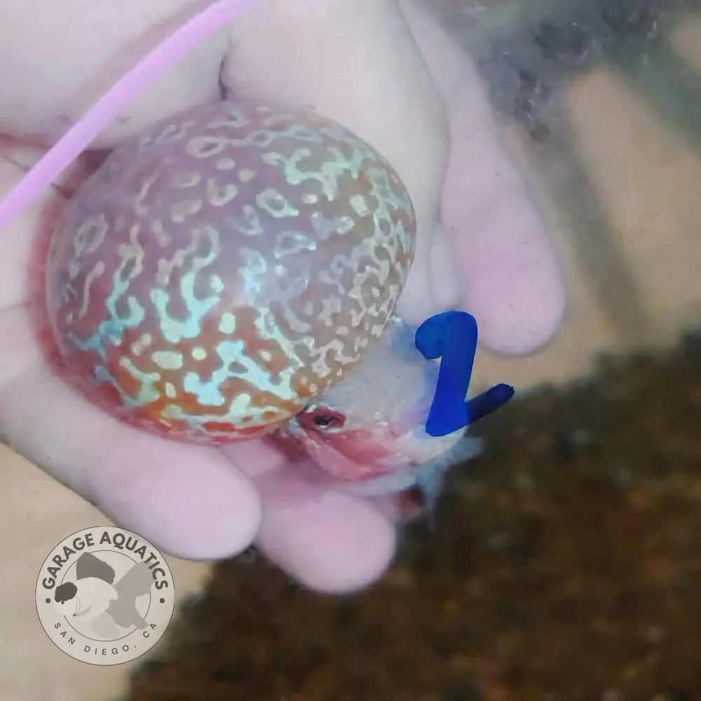 Super Red Dragon Flowerhorn SRD-036 kok close up, large deep red hump on a 4 inch male