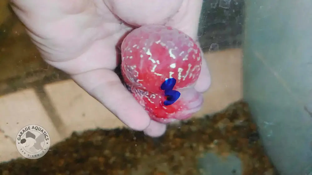 Live Thai Super Red Dragon Flowerhorn SRD-037 photo 2