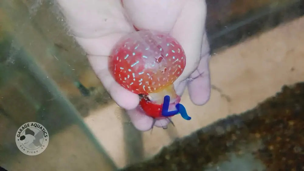 Live Thai Super Red Dragon Flowerhorn SRD-038 photo 1