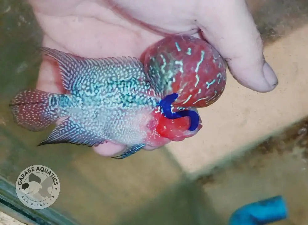 Live Thai Super Red Dragon Flowerhorn SRD-039 photo 3