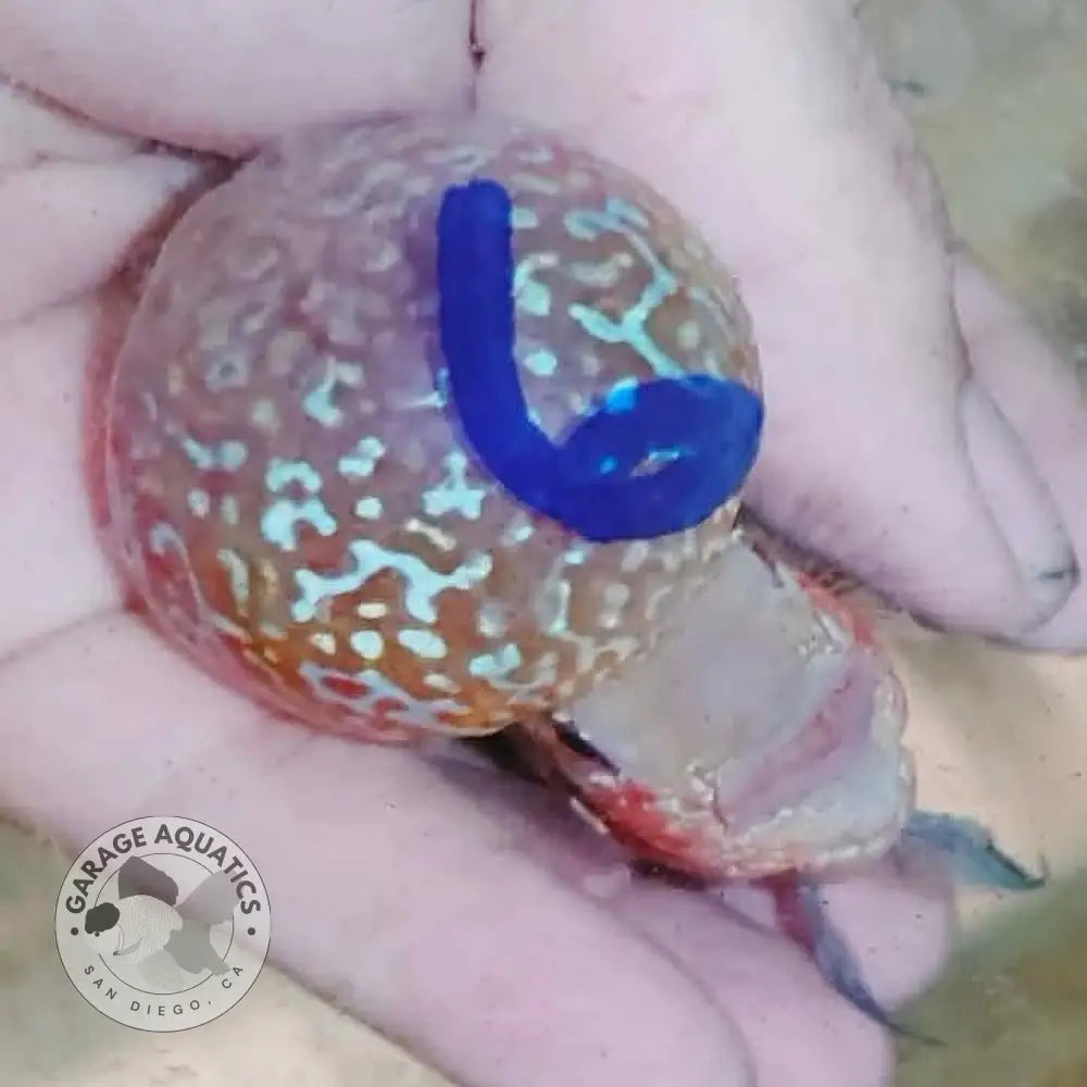 Super Red Dragon Flowerhorn SRD-040 kok close up, large deep red hump on a 4 inch male