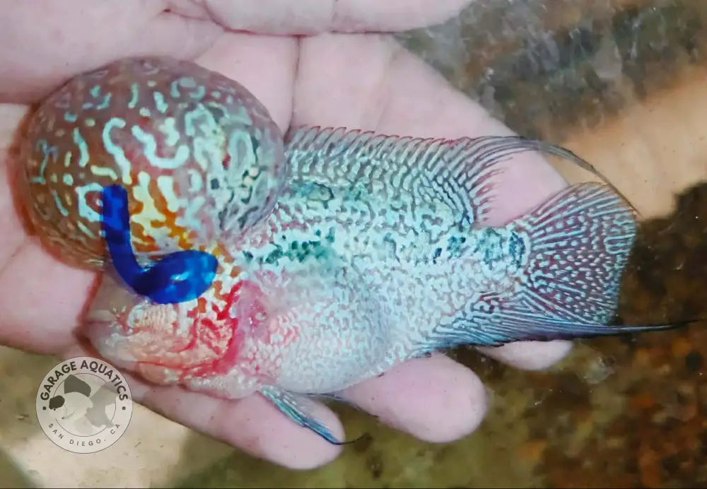 Super Red Dragon Flowerhorn SRD-040 head and face view, 4 inch male monster kok
