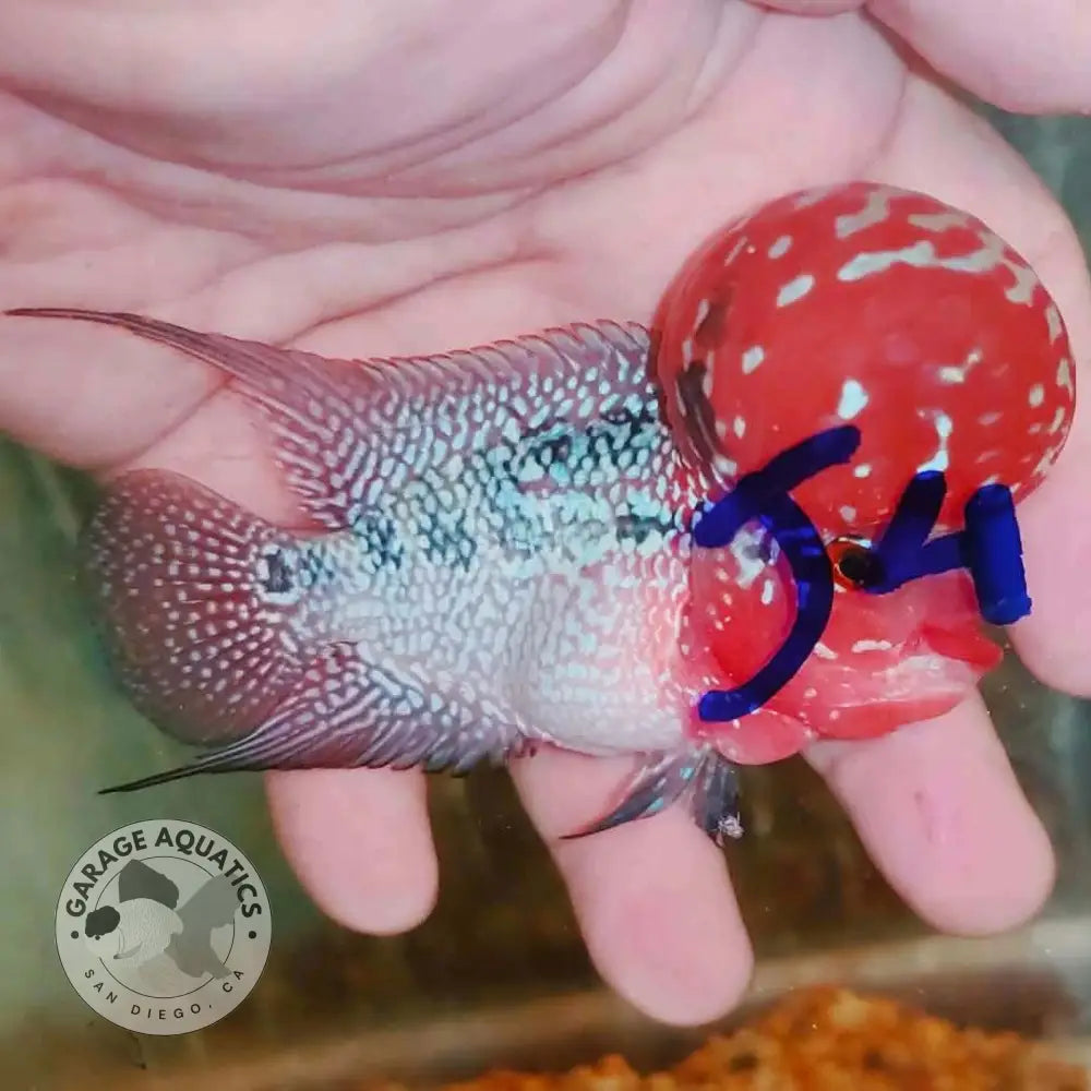 Super Red Dragon Flowerhorn SRD-041 full body side view, red kok with white pearl spots and silver-blue pearled body
