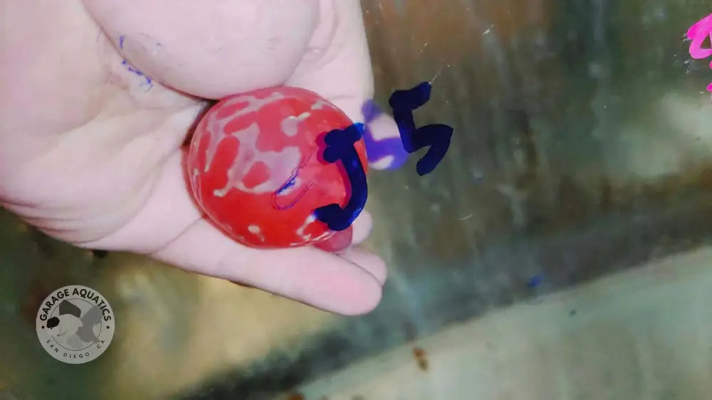 Super Red Dragon Flowerhorn SRD-042 kok close up, bright solid red hump with light pearling