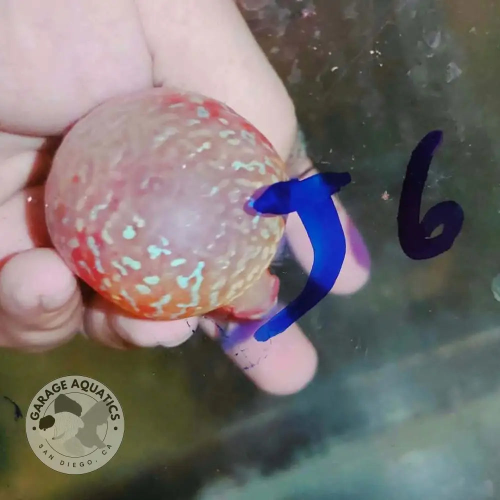 Super Red Dragon Flowerhorn SRD-043 kok close up, lacy red and cream hump pattern