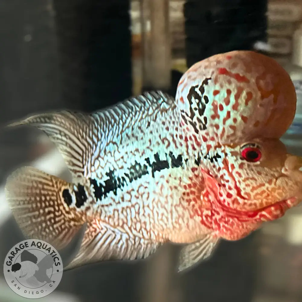 Super Red Dragon Flowerhorn MALE 6’’ inch BIG KOK Super Red Dragon / 6’’ inch FLOWERHORN