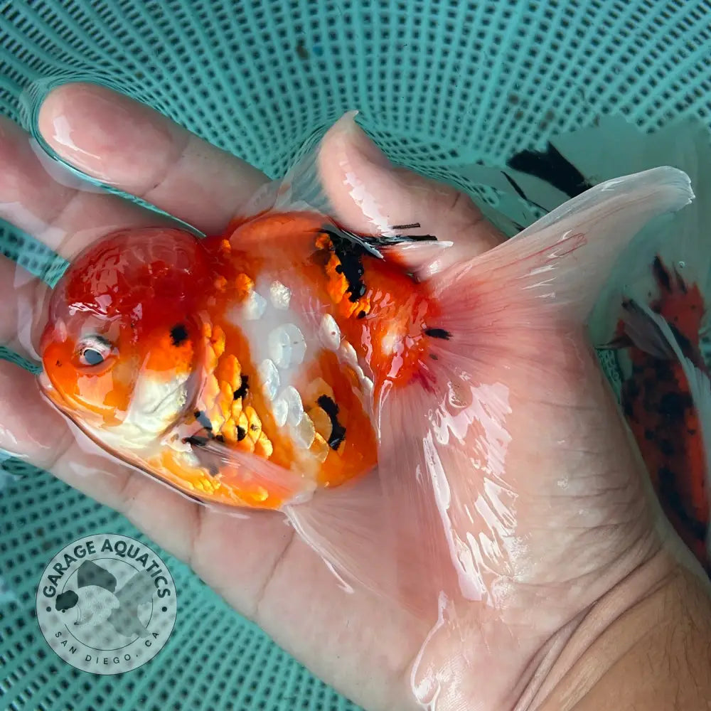 Tiger Thai Oranda Goldfish 4โโ Body Female (NPC-116) - GOLDFISH