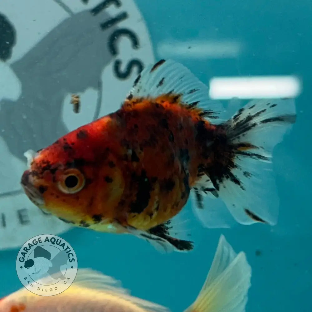 Tiger Thai Yuanbao Oranda Goldfish 2.5โโ Body Male (NPC-112) - GOLDFISH