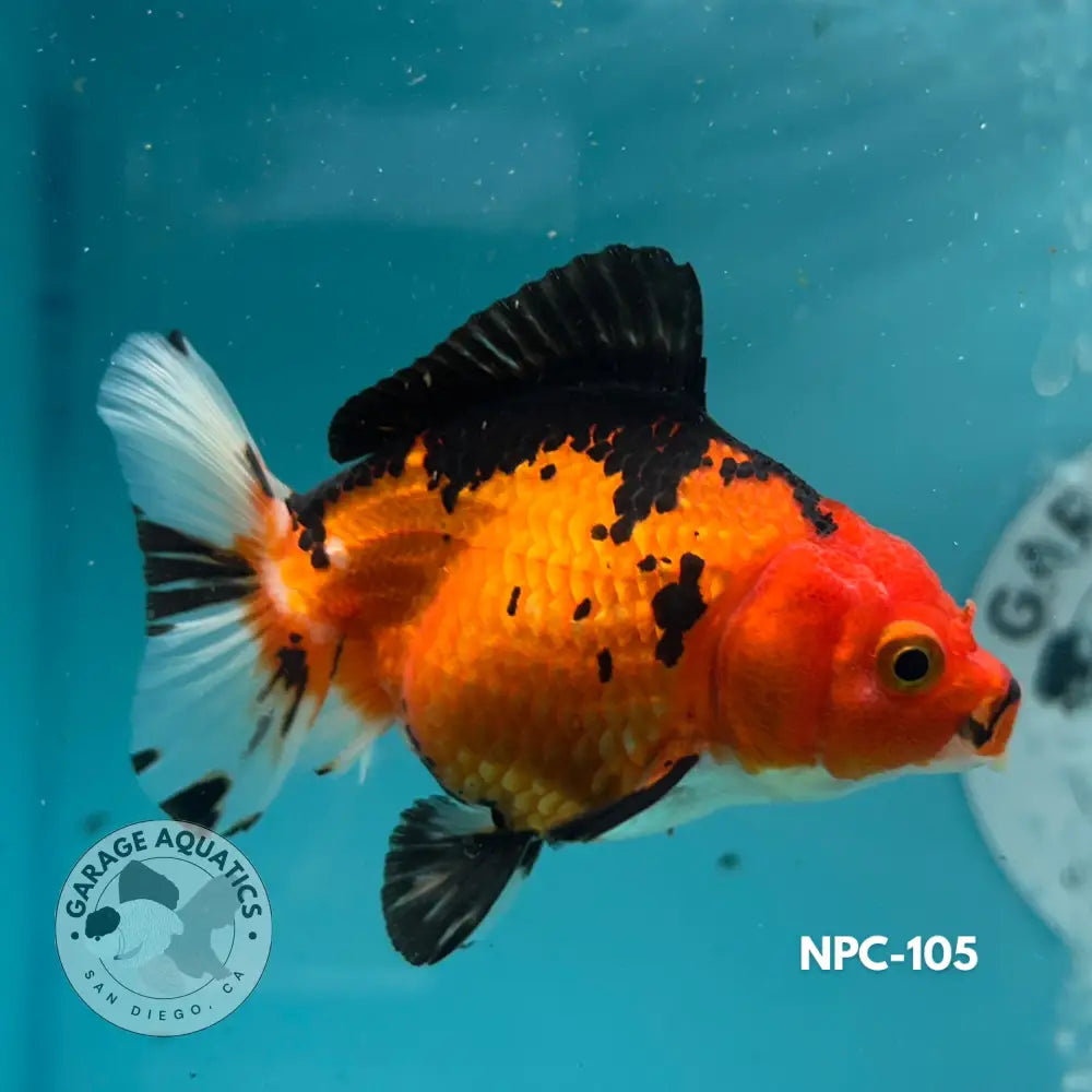 Thai Yuanbao Oranda Tri-Color 3โโ Female (NPC-105) - GOLDFISH