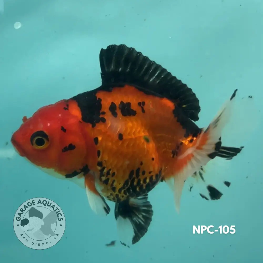 Thai Yuanbao Oranda Tri-Color 3โโ Female (NPC-105) - GOLDFISH