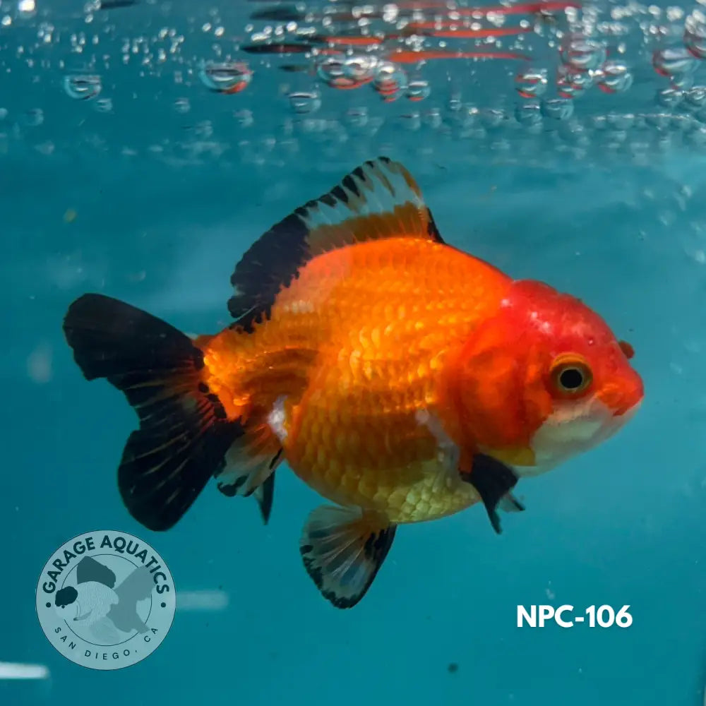 Thai Yuanbao Oranda Tri-Color 3โโ Female (NPC-106) - GOLDFISH