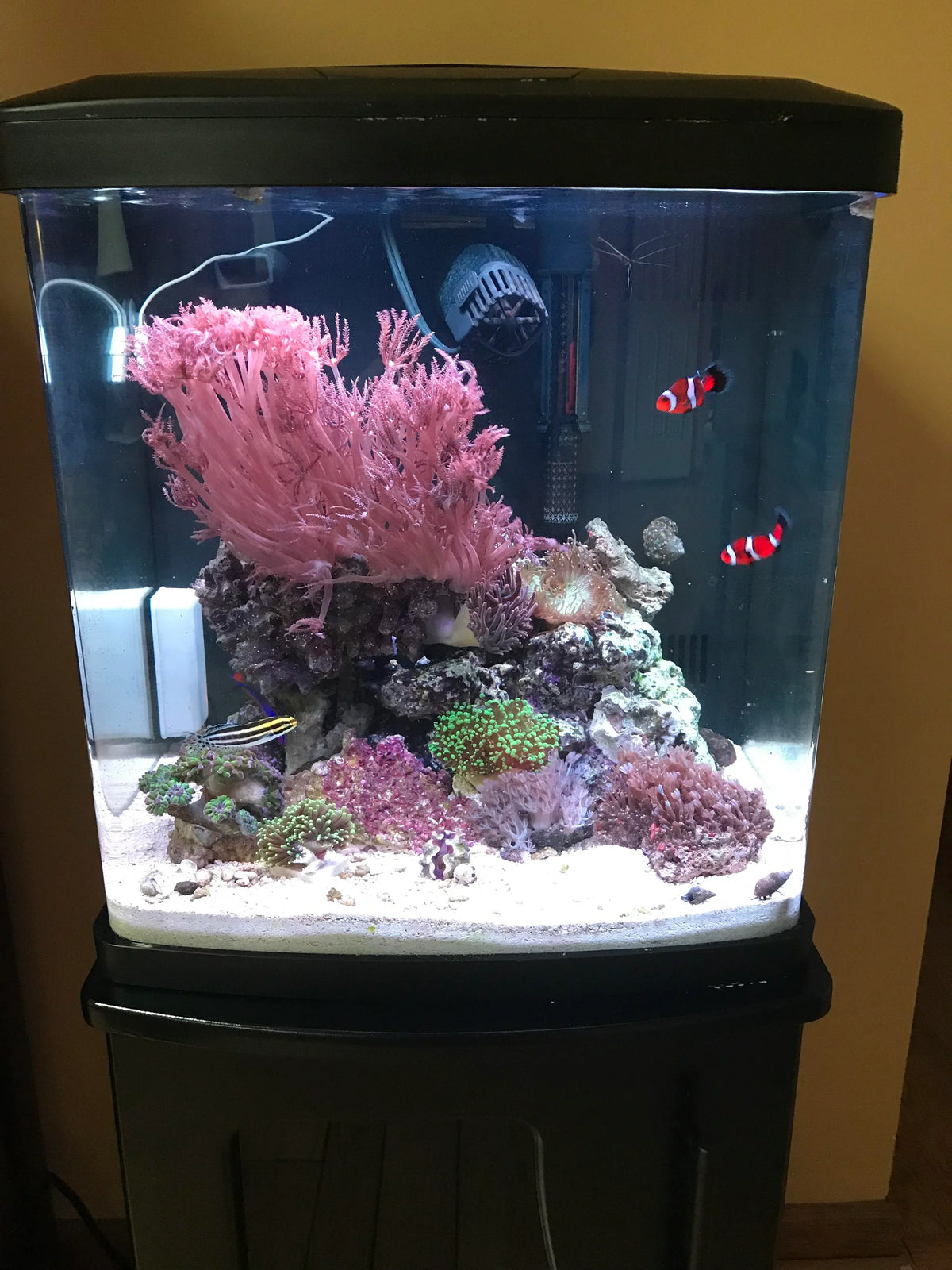 Two clownfish swimming in a saltwater aquarium with pink coral and live rock.