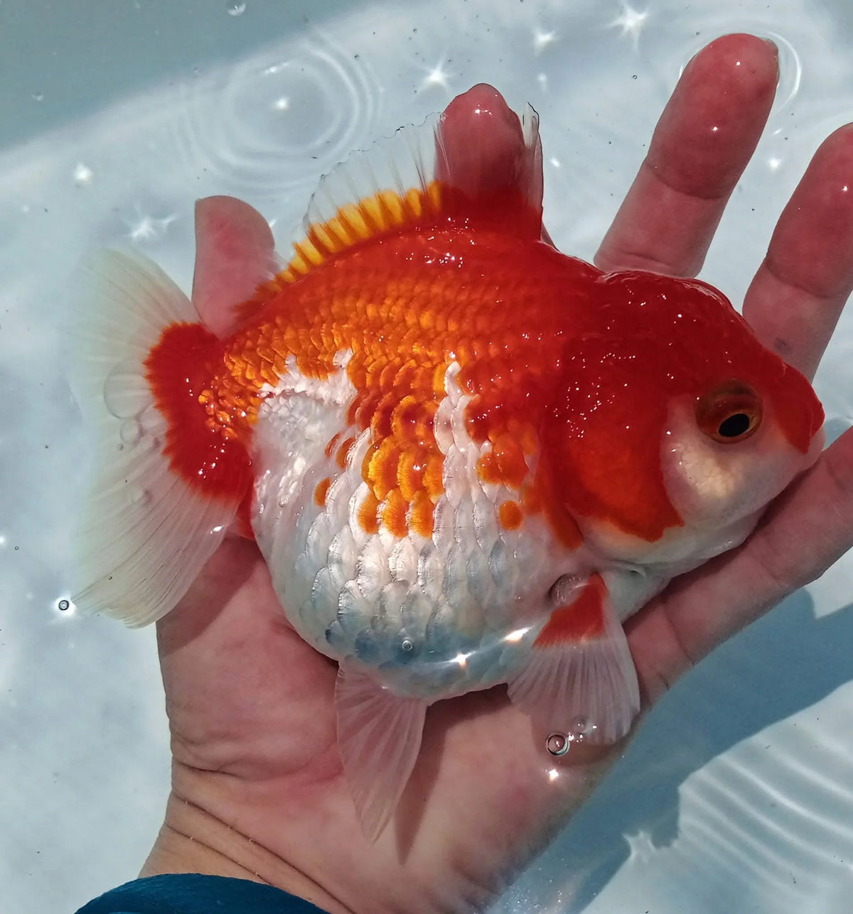 Red and white show grade Thai Oranda goldfish with a wen