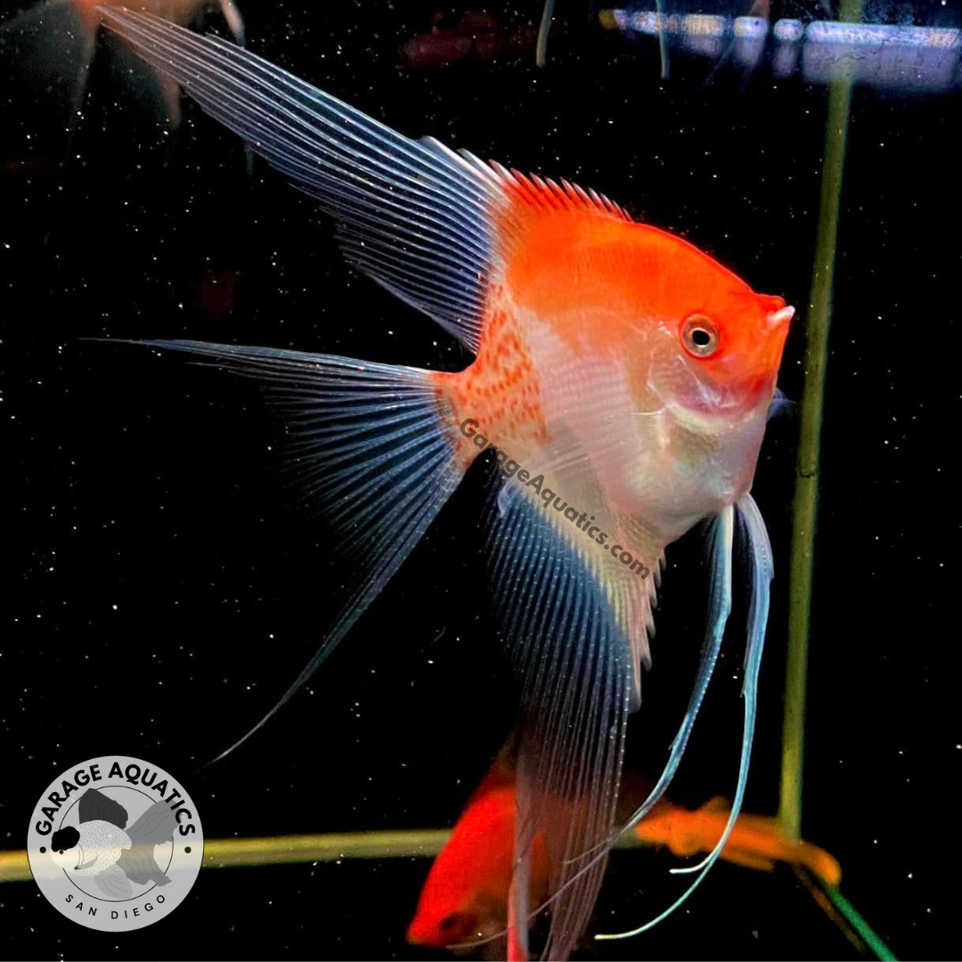 Sunset longfin angelfish with bright orange color