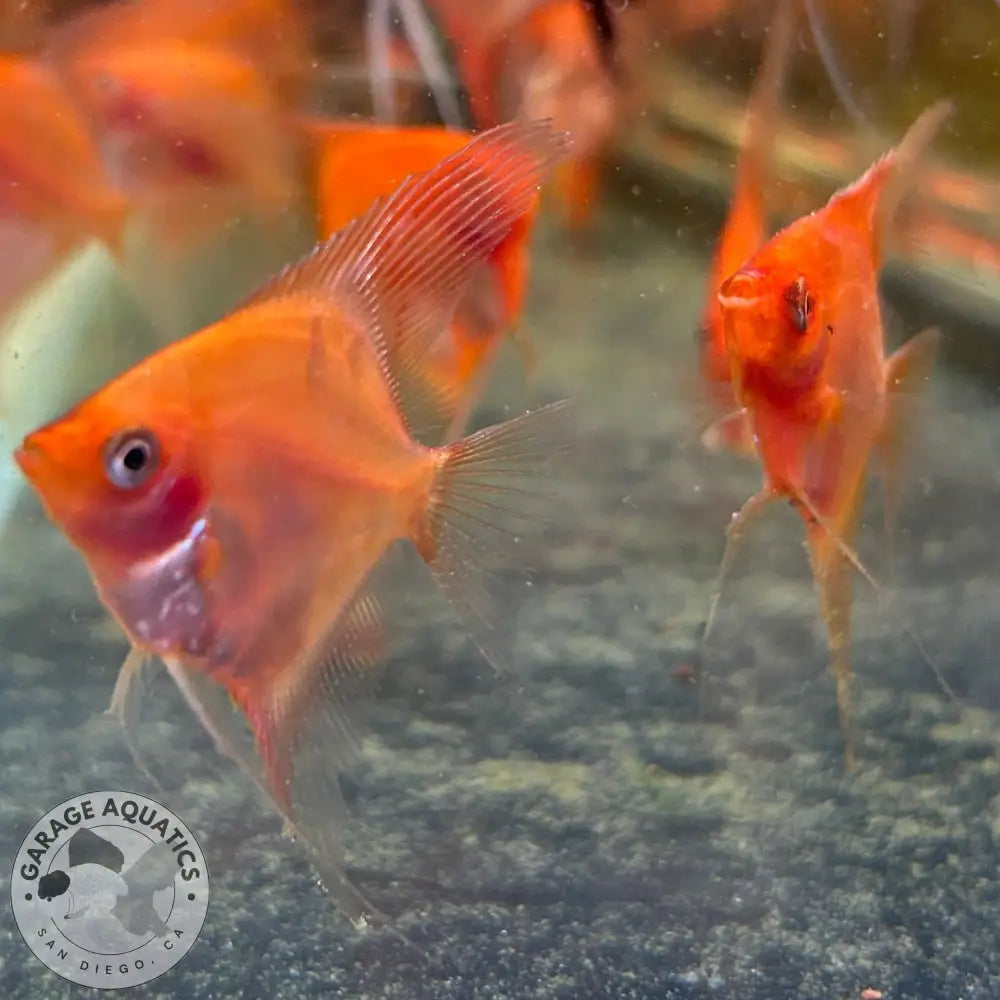 Sunset angelfish swimming in an aquarium