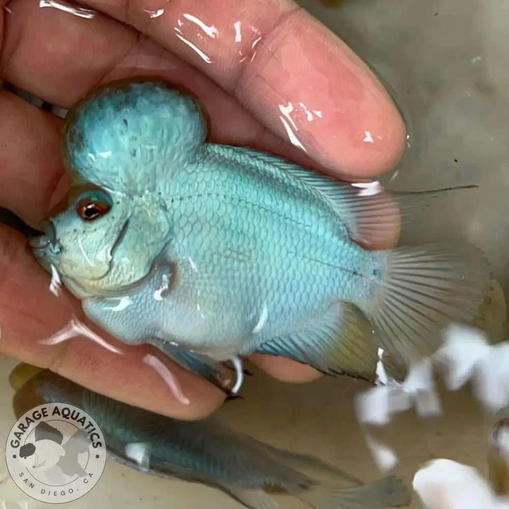 Thai Silk flowerhorn cichlid with large kok