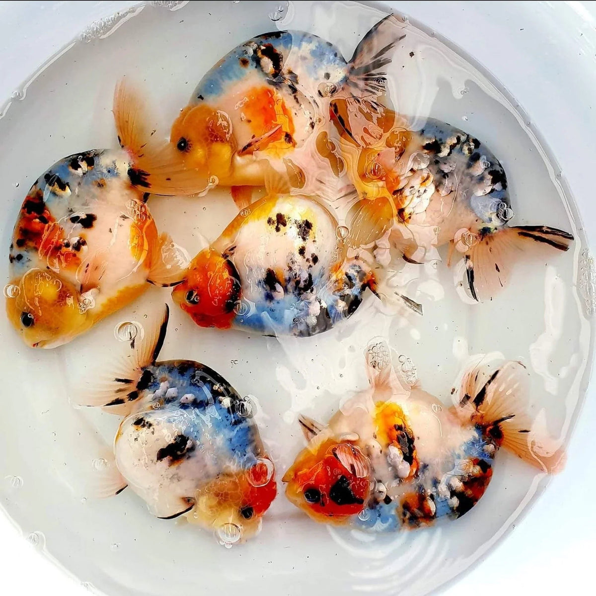 Galaxy calico Thai Lionchu goldfish