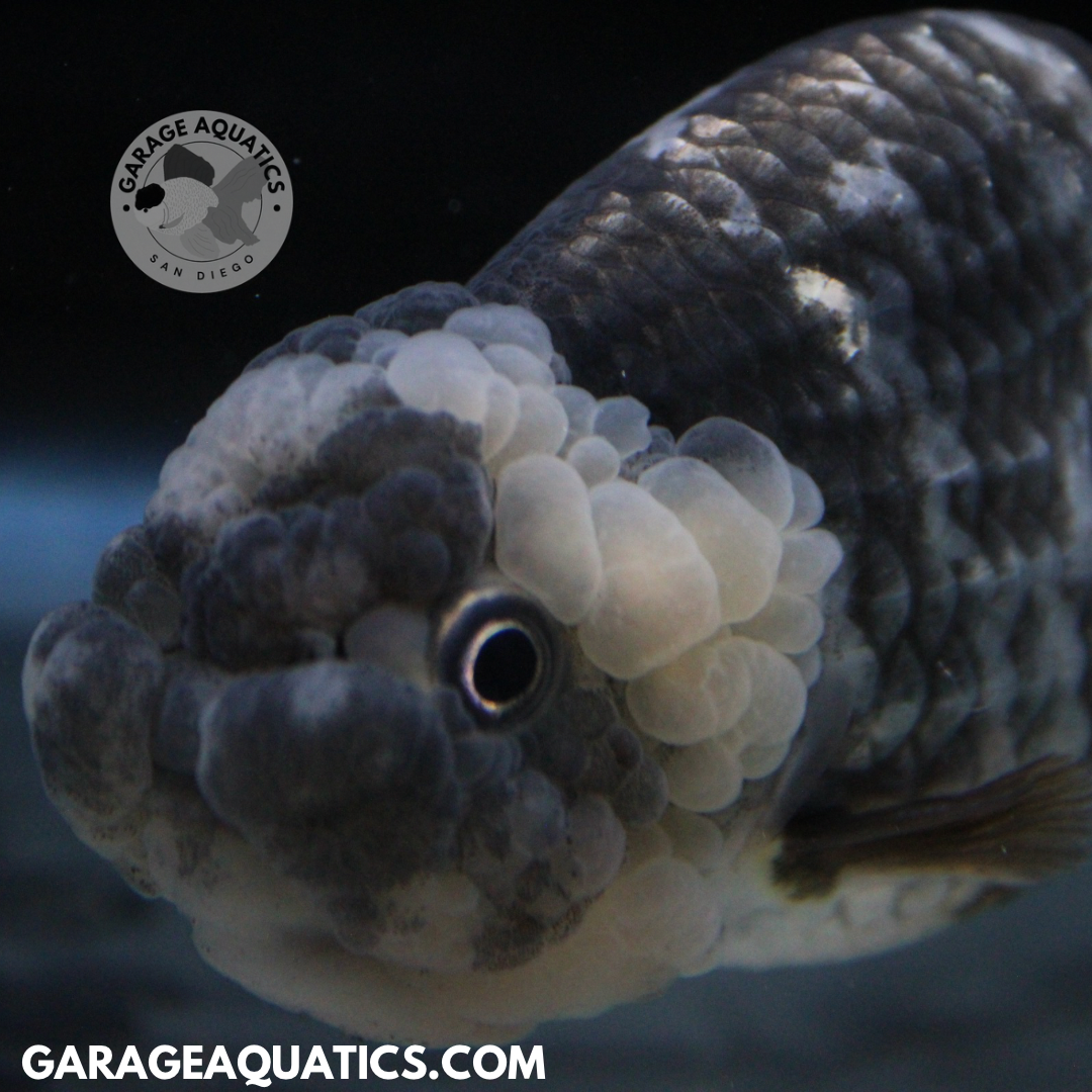 White Tiger Ranchu (RARE COLOR)