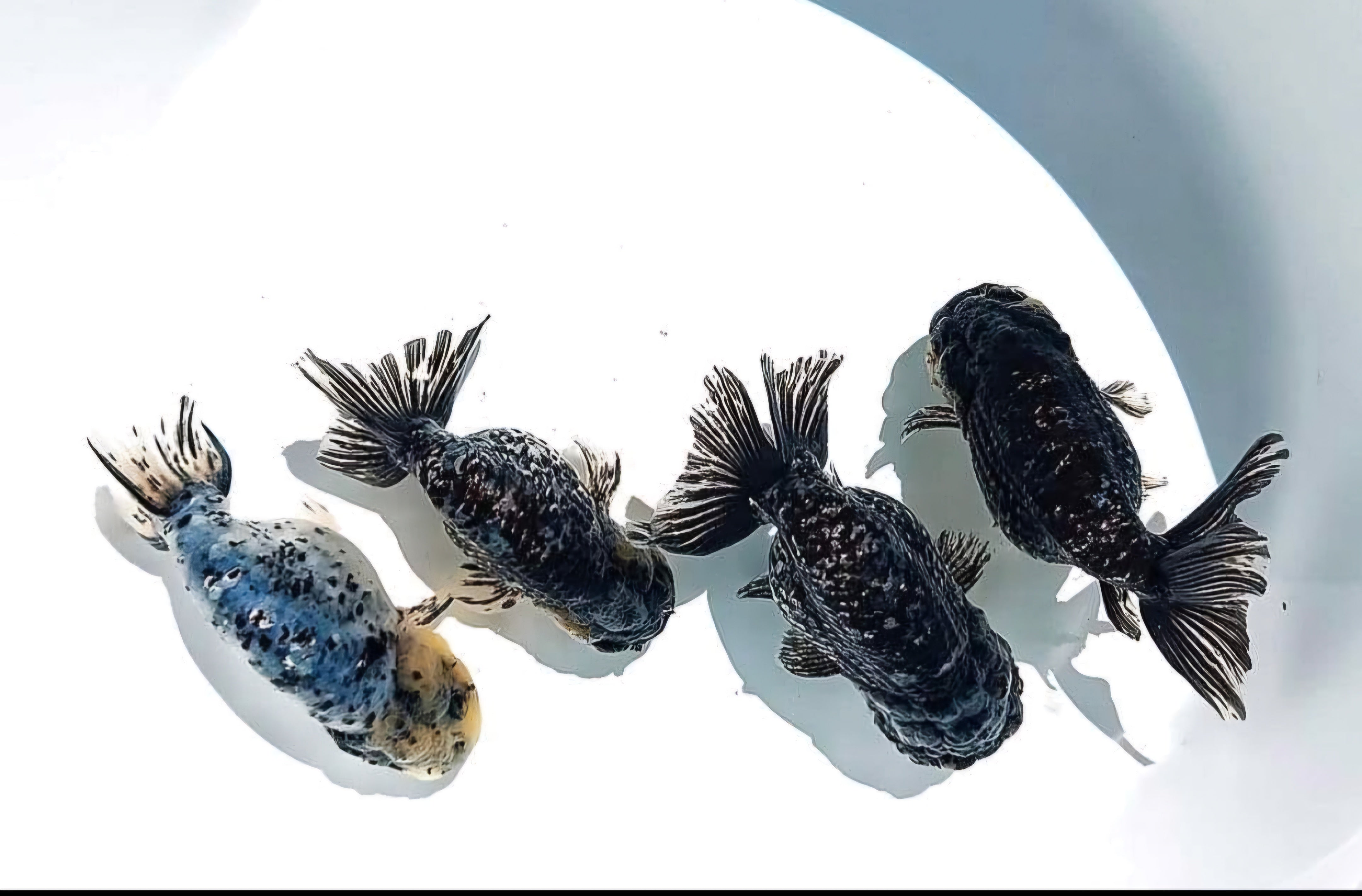 White Tiger Ranchu Goldfish – Rare Color Fancy Ranchu for Sale