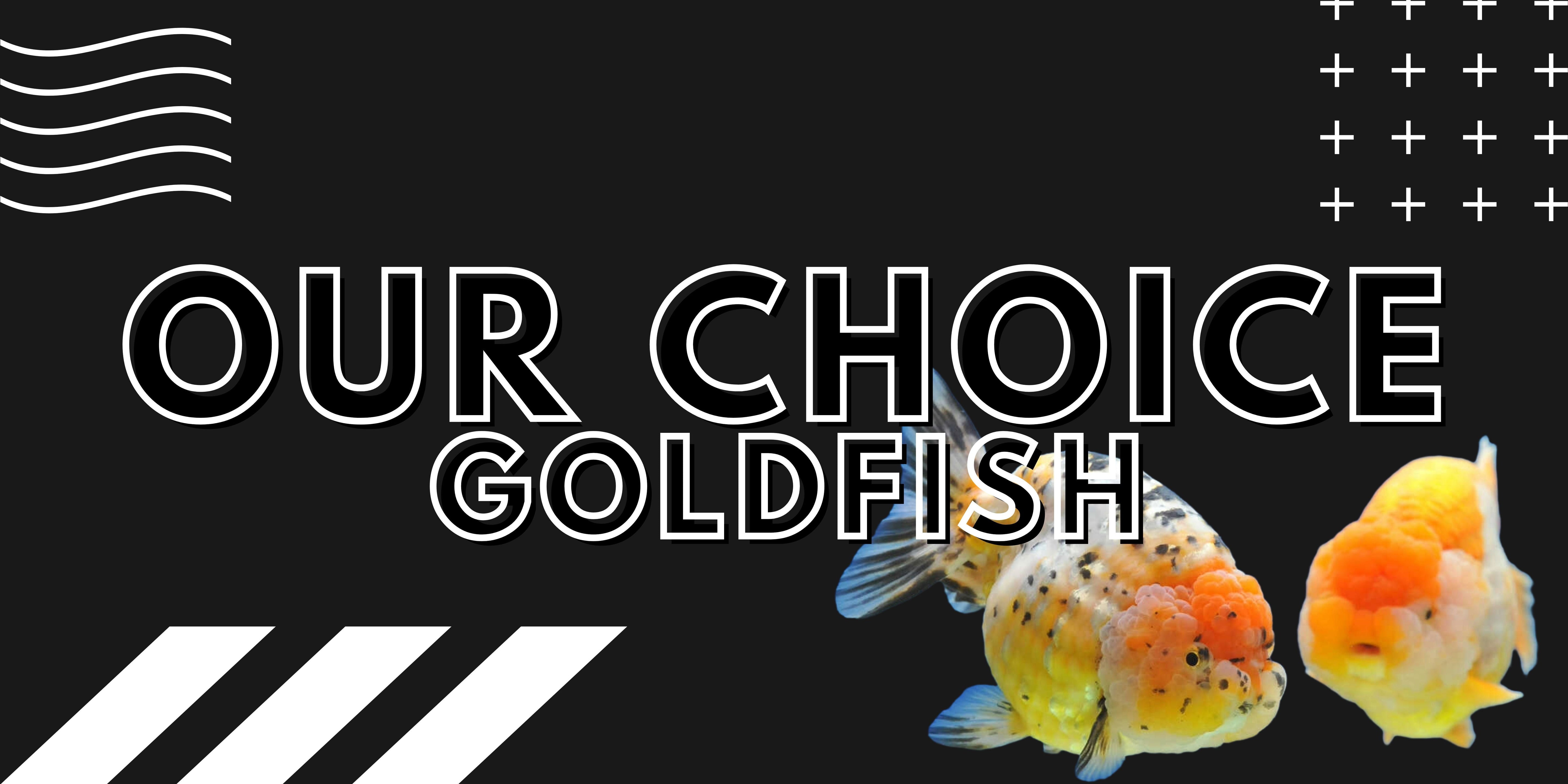 Our Choice Goldfish