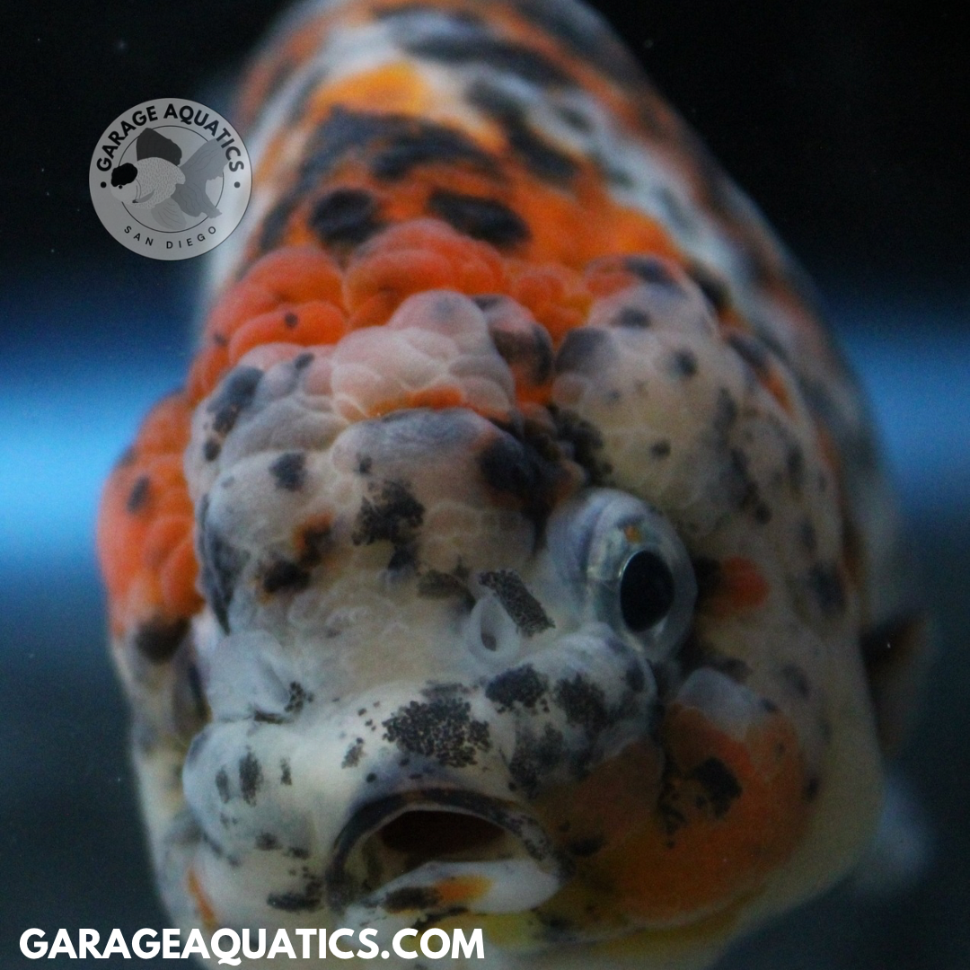 Calico Goldfish