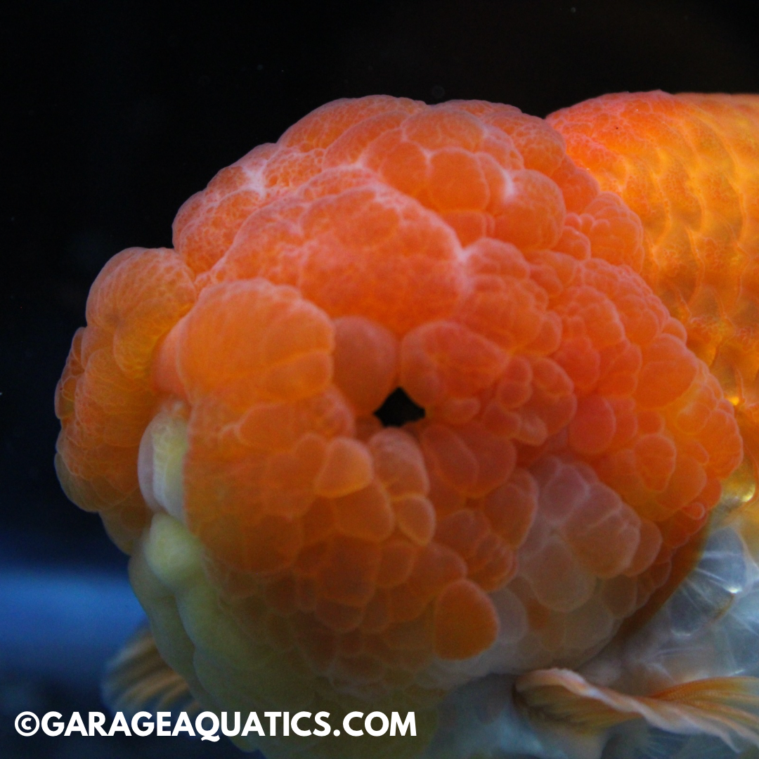 Thai High Quality JUMBO/GIANT Ranchu Goldfish for Sale – Garage Aquatics