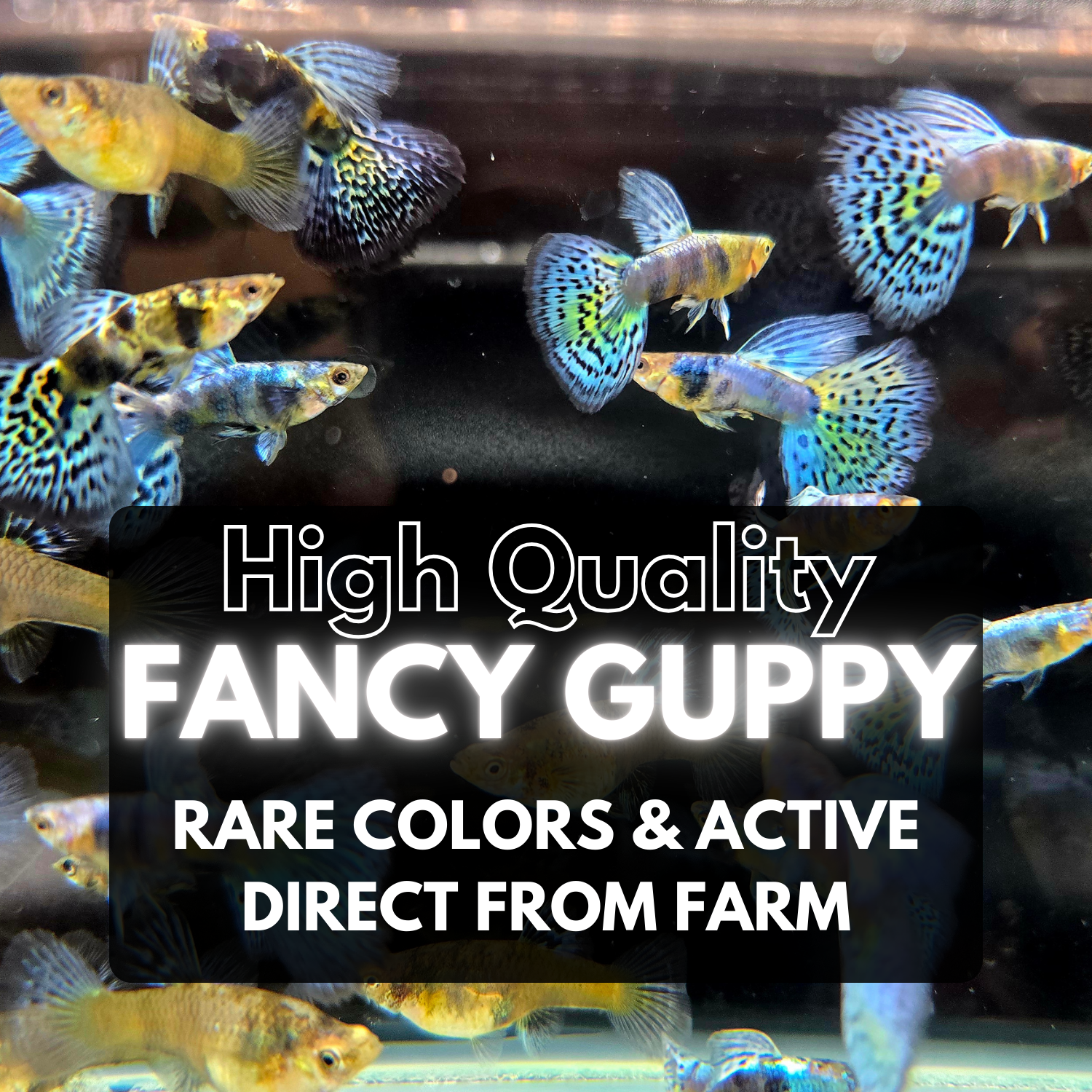 Fancy Guppies – Direct from Farm, Premium Quality Live Guppies