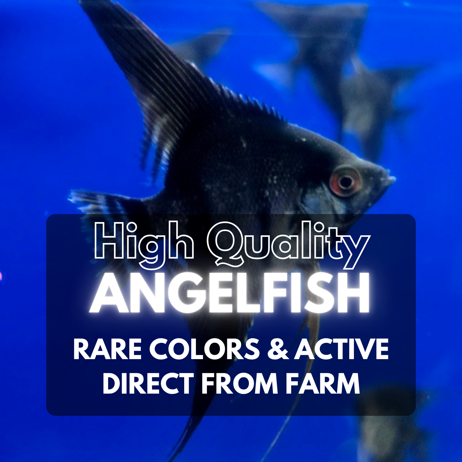 Elegant Angelfish – Graceful Beauty for Your Aquarium