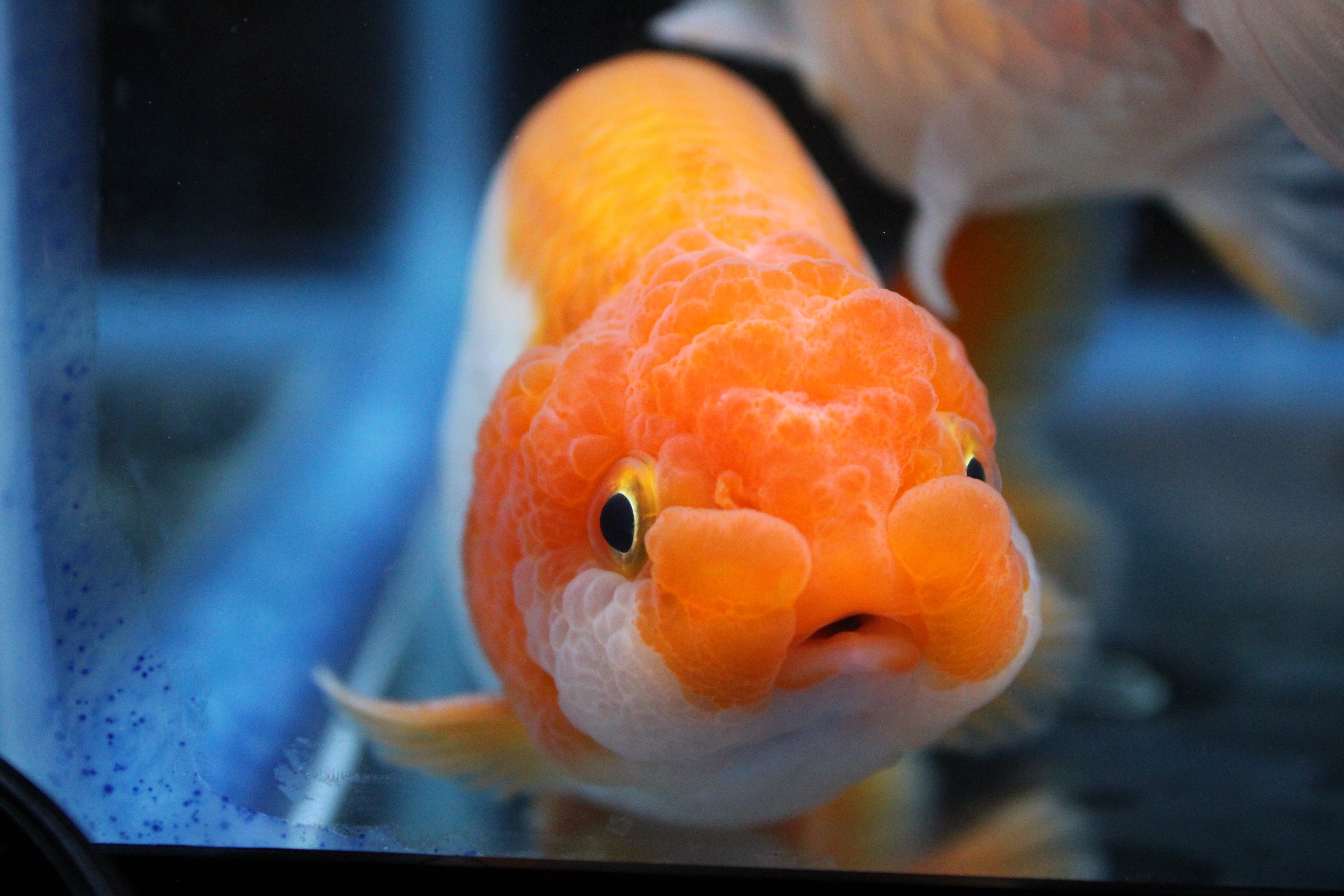 Healthy Goldfish for Aquariums and Ponds