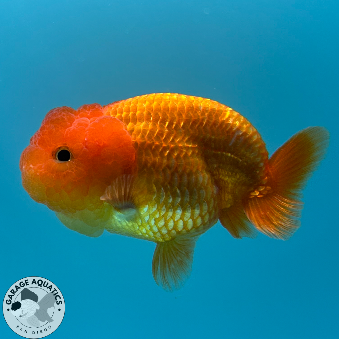 Freshwater Fish & Shrimp