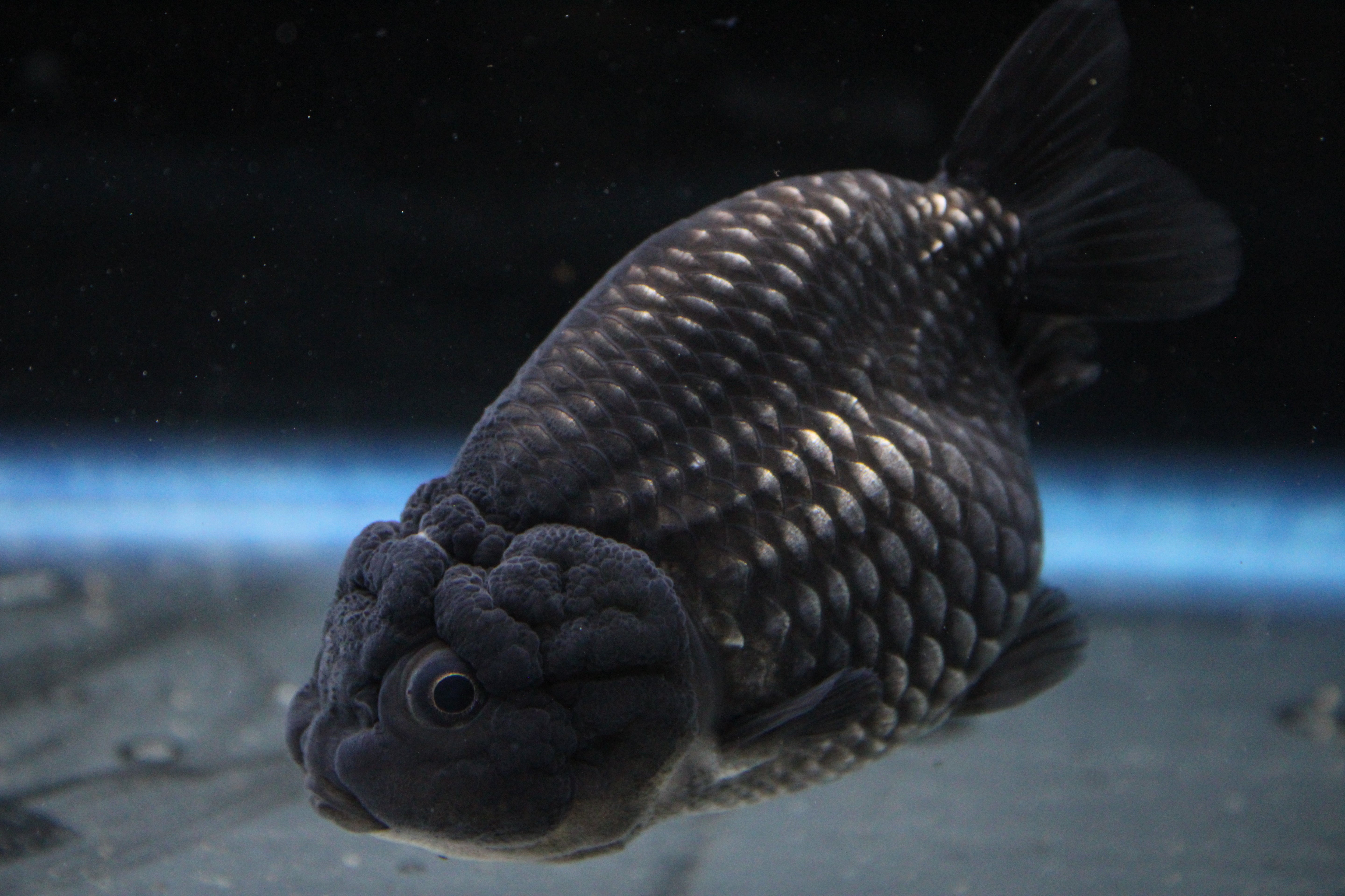 Black Metallic Ranchu (RARE COLOR)