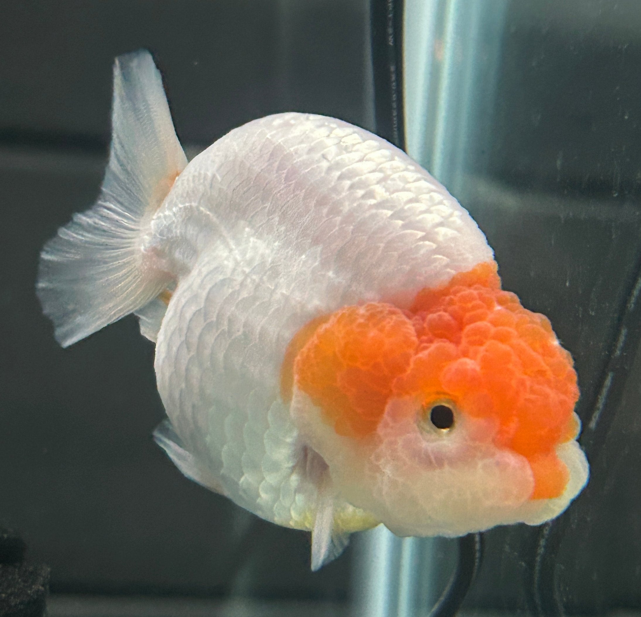 Healthy Live Fancy Goldfish for Aquariums