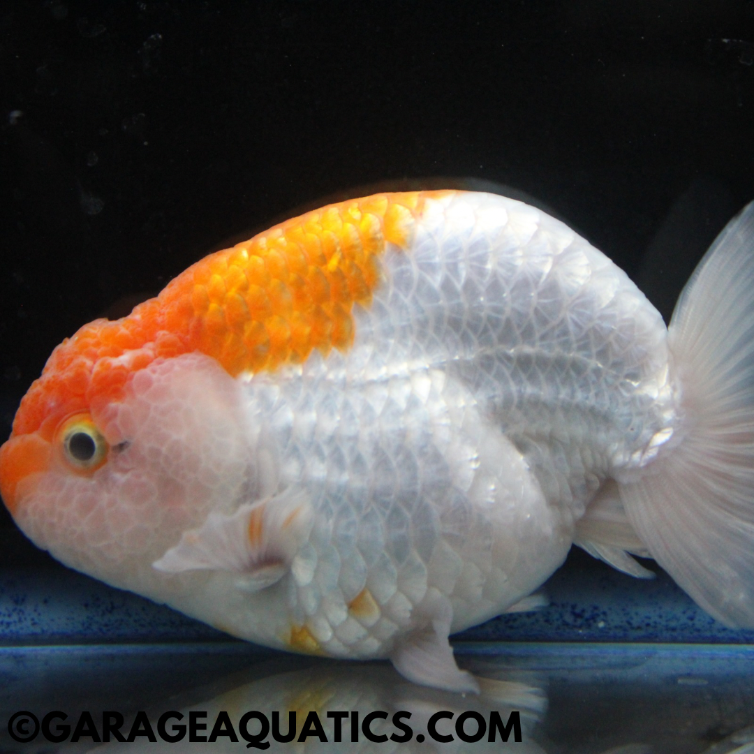 Red & White Ranchu