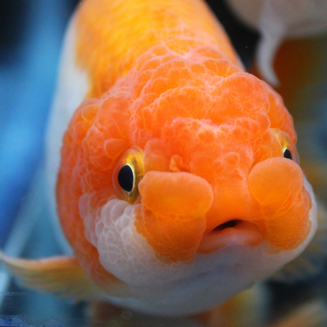 Thai High Quality Large Ranchu Goldfish for Sale – Garage Aquatics