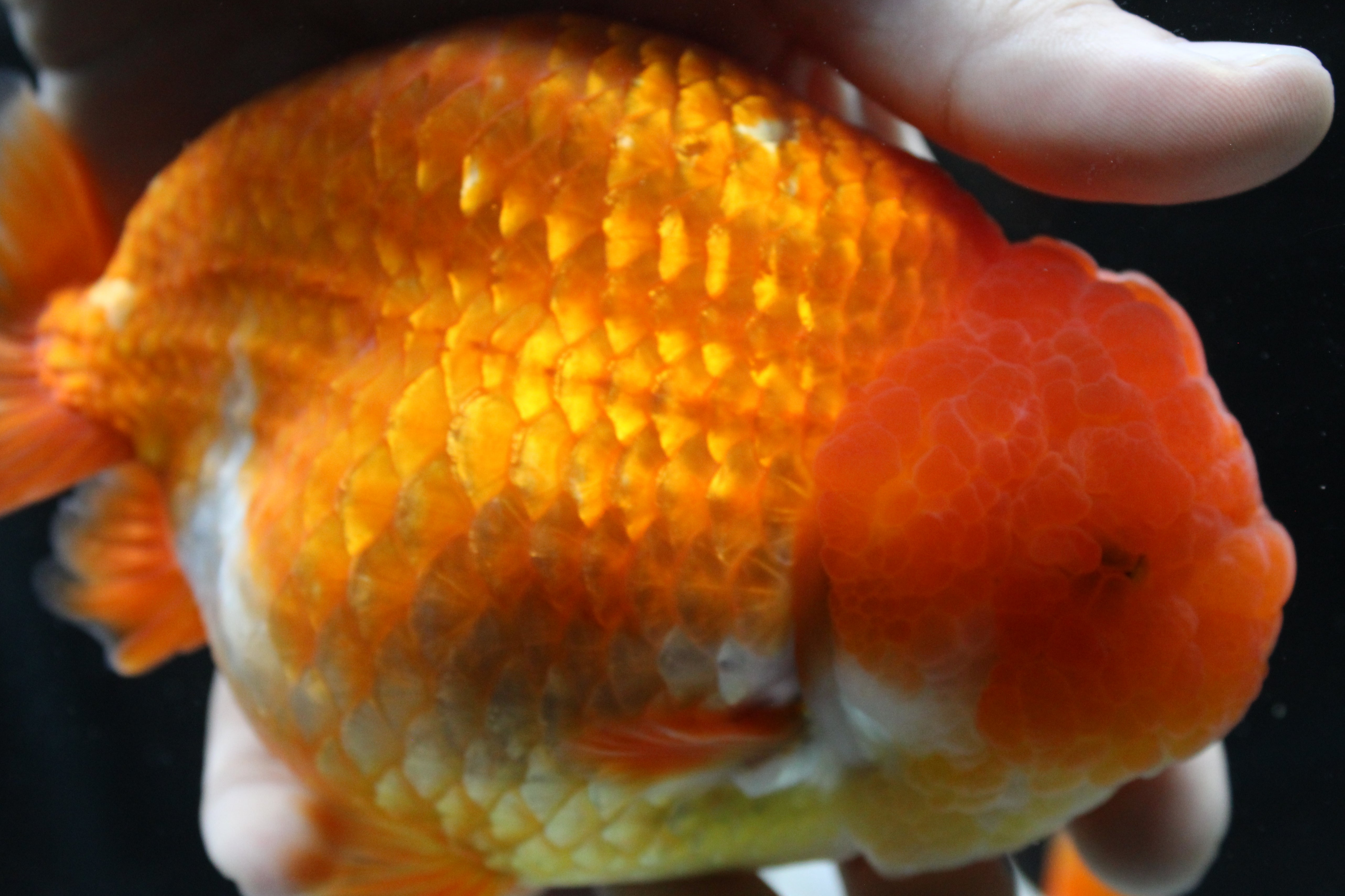 Premium Ranchu Goldfish for Sale