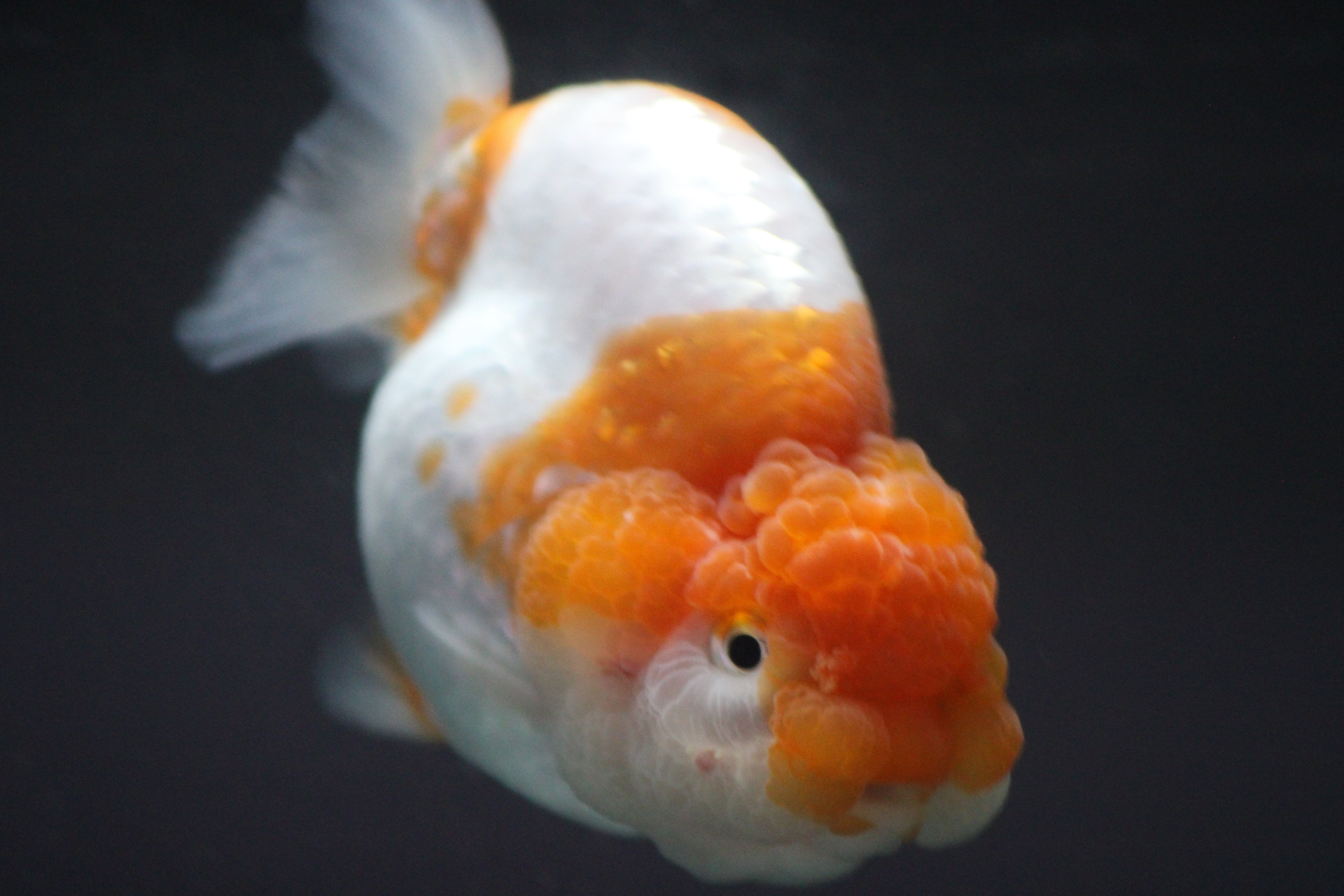 Live Fancy Goldfish Shipped to Your Door