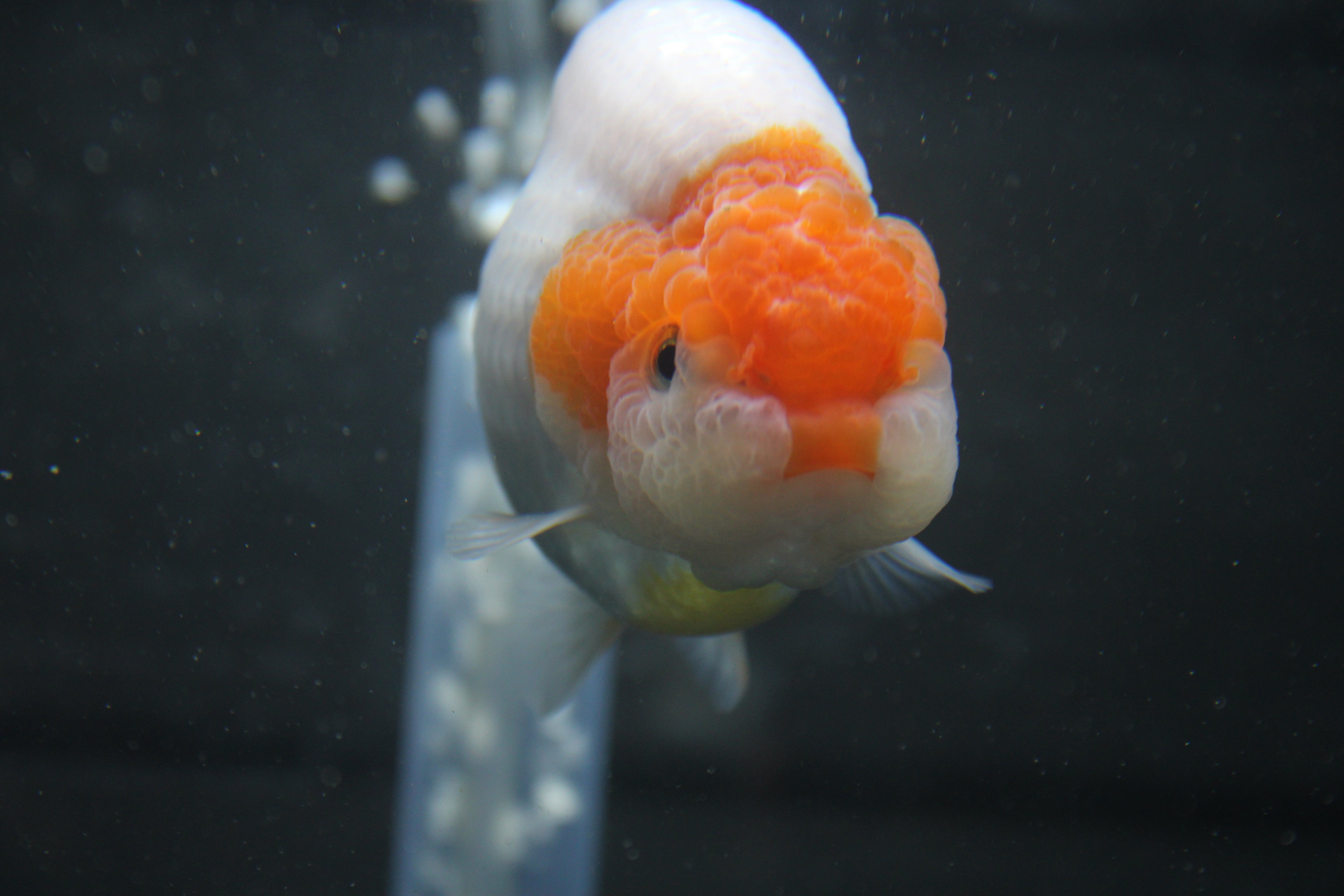 Buy Live Fancy Goldfish Online