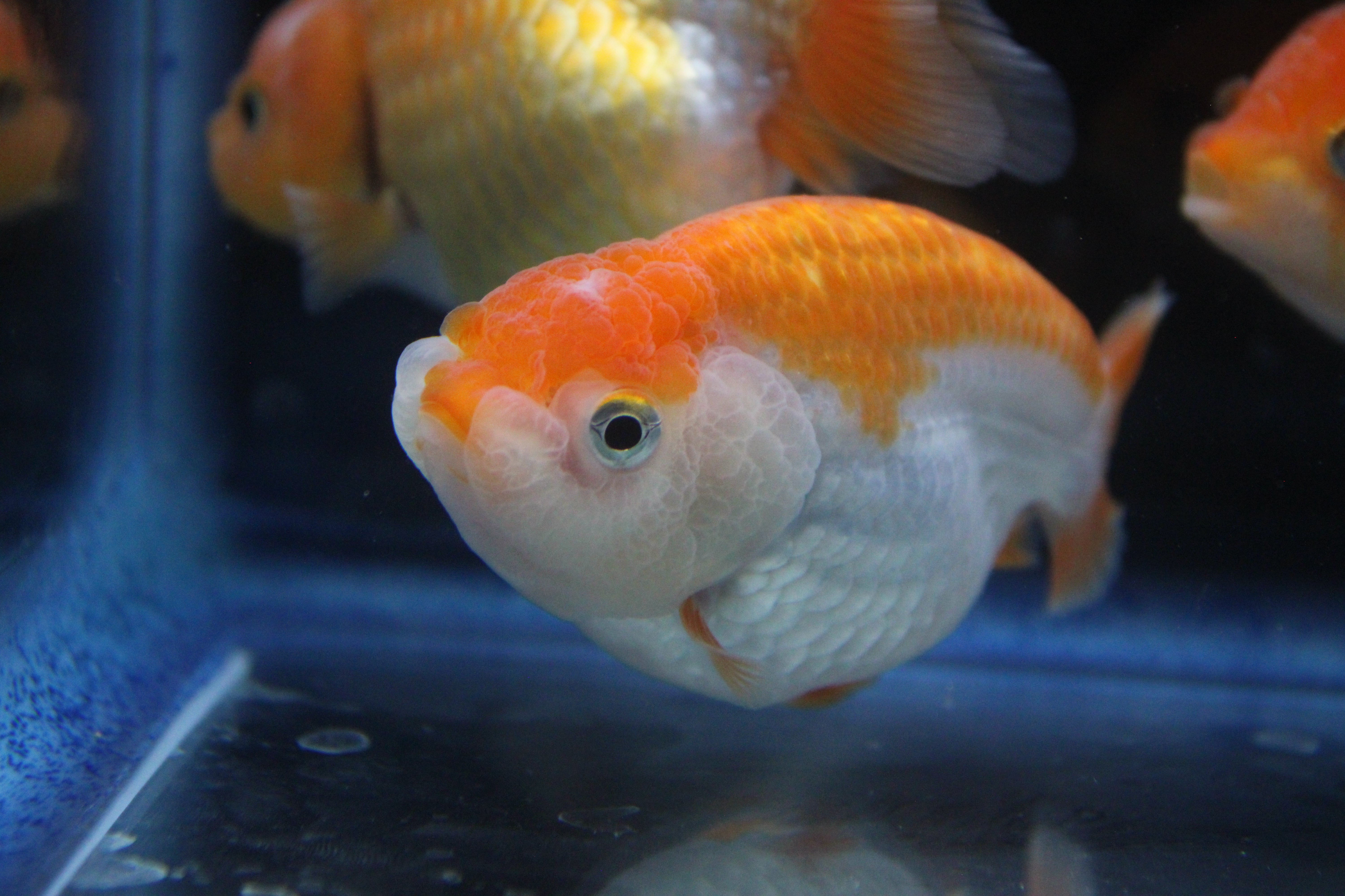 Small Ranchu Goldfish for Sale – Garage Aquatics