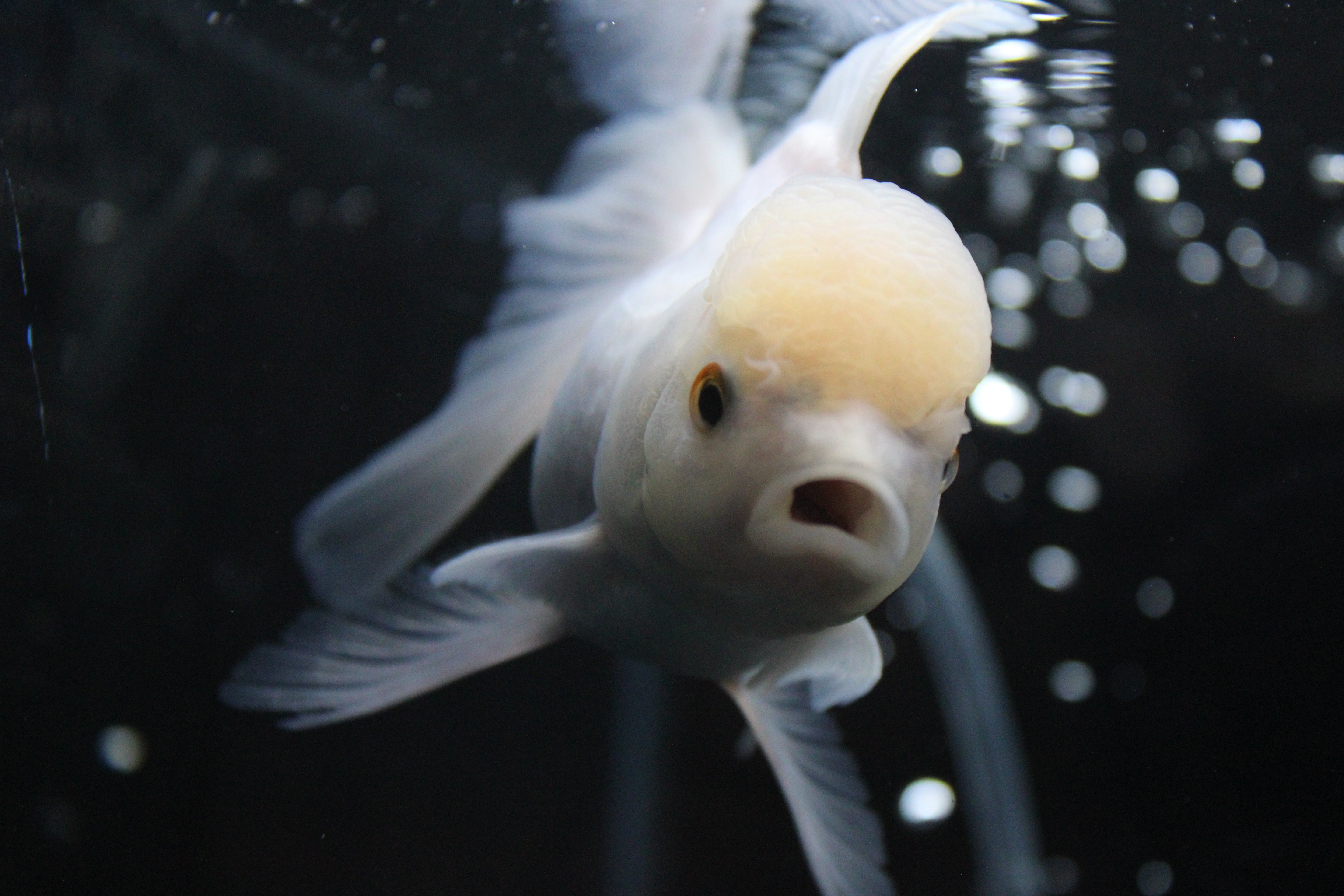 Thai Oranda