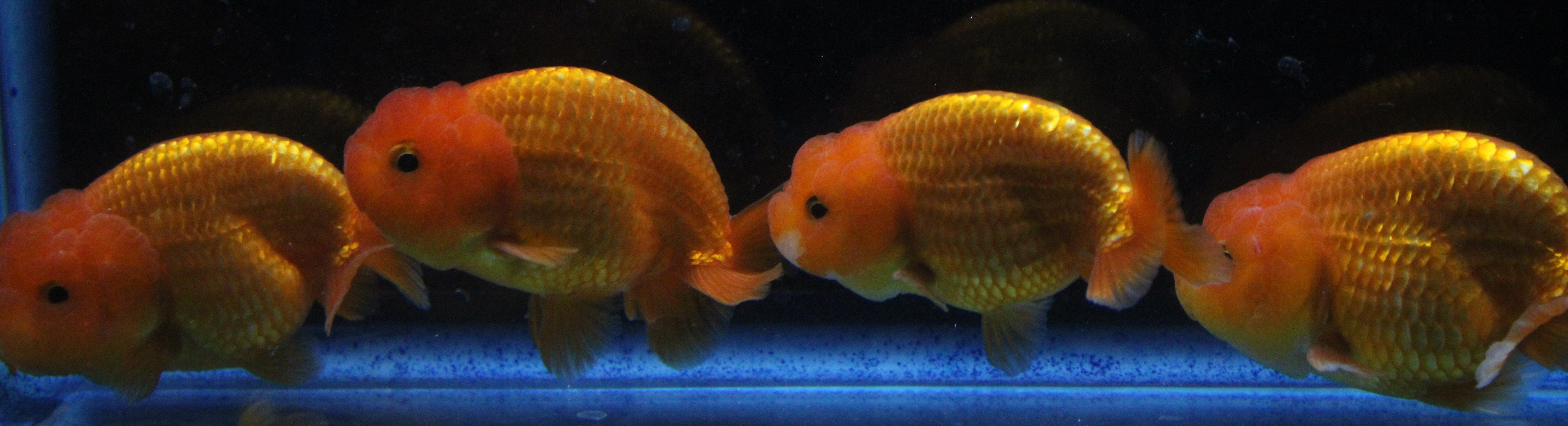 Gold Fish Sample Goldfish for Beginners and Hobbyists – Garage Aquatics