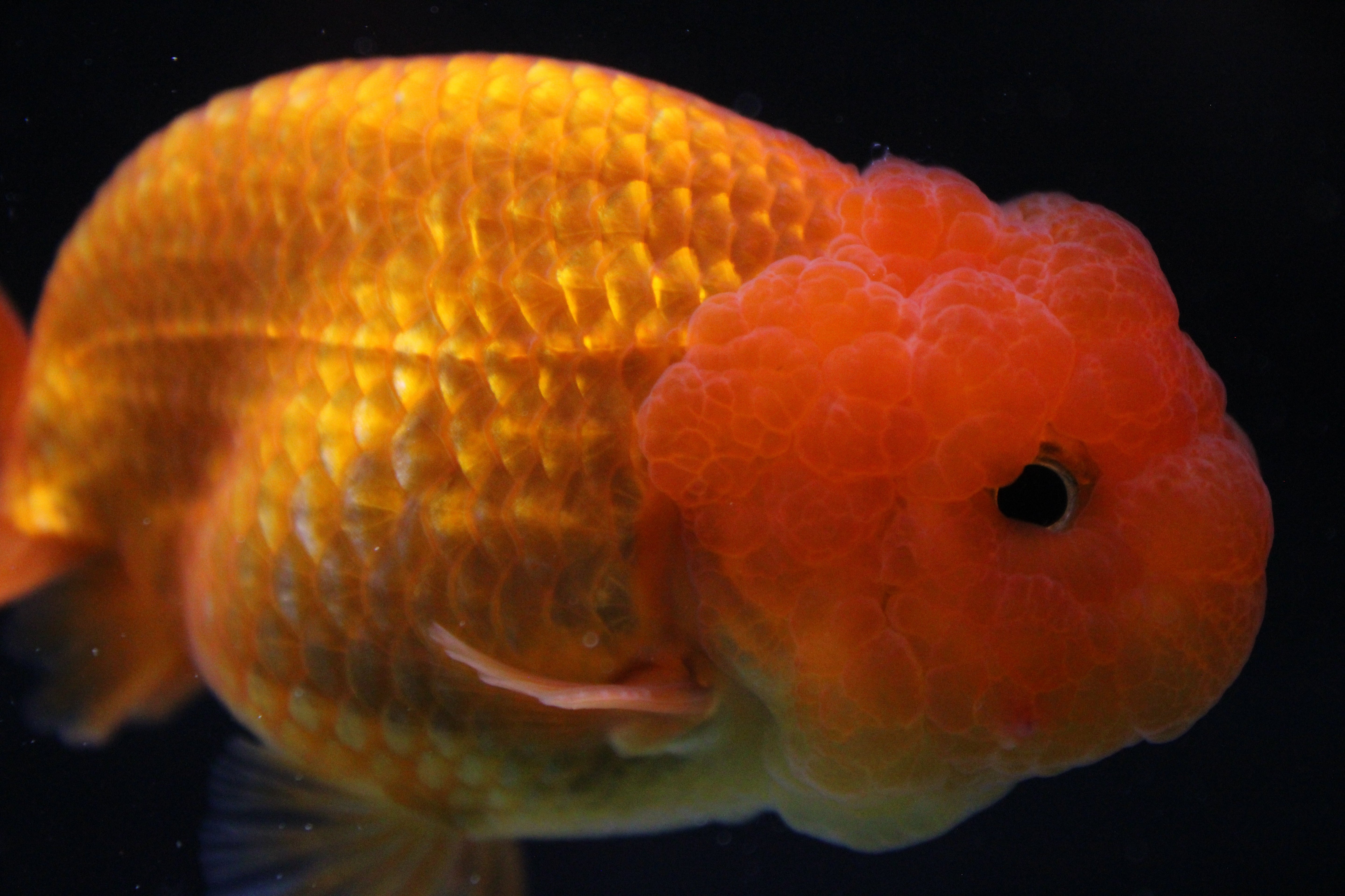 Live Fancy Goldfish for Sale