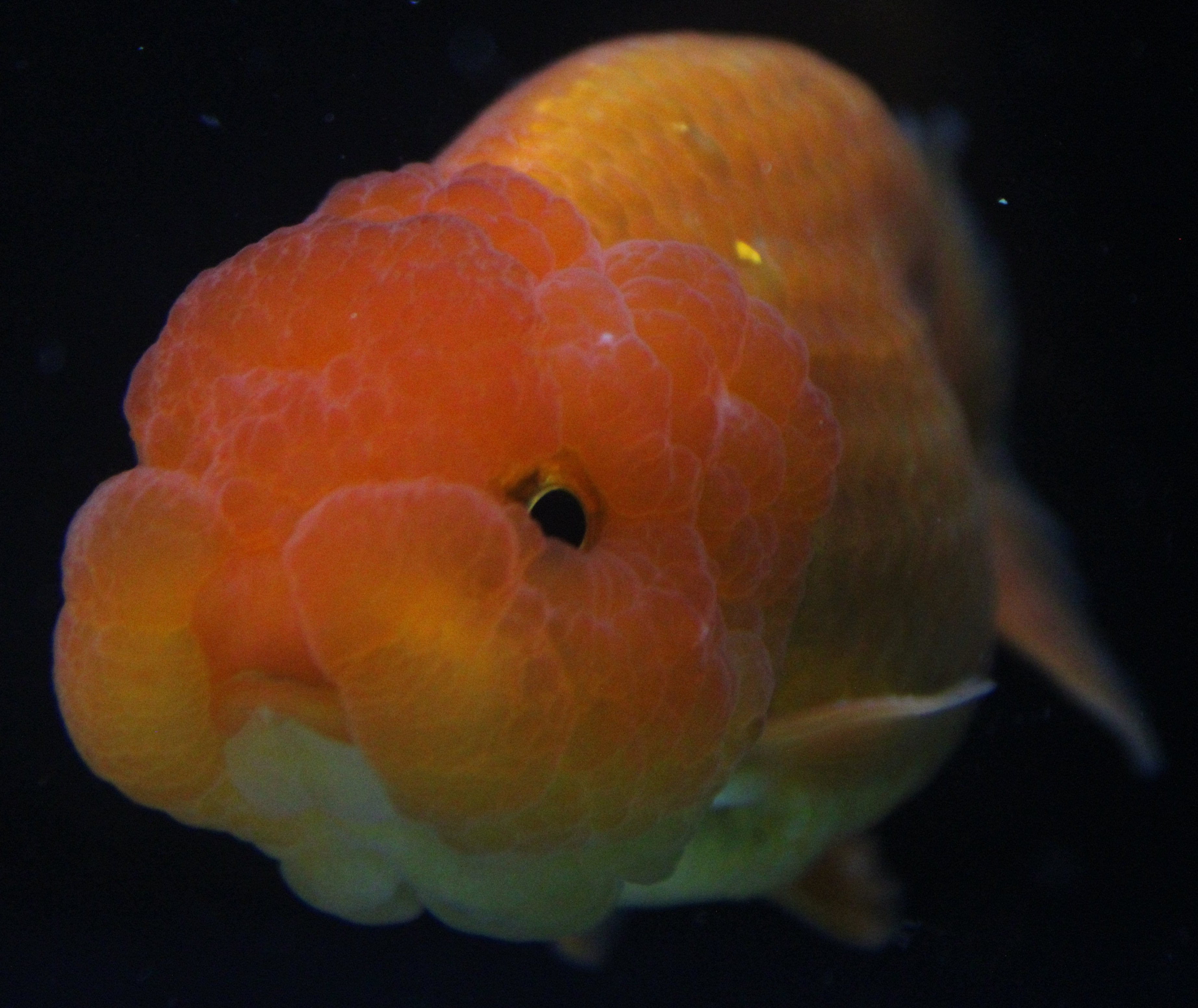 Glam Fish High-Quality Thai Fancy Goldfish Under $100 β Garage Aquatics