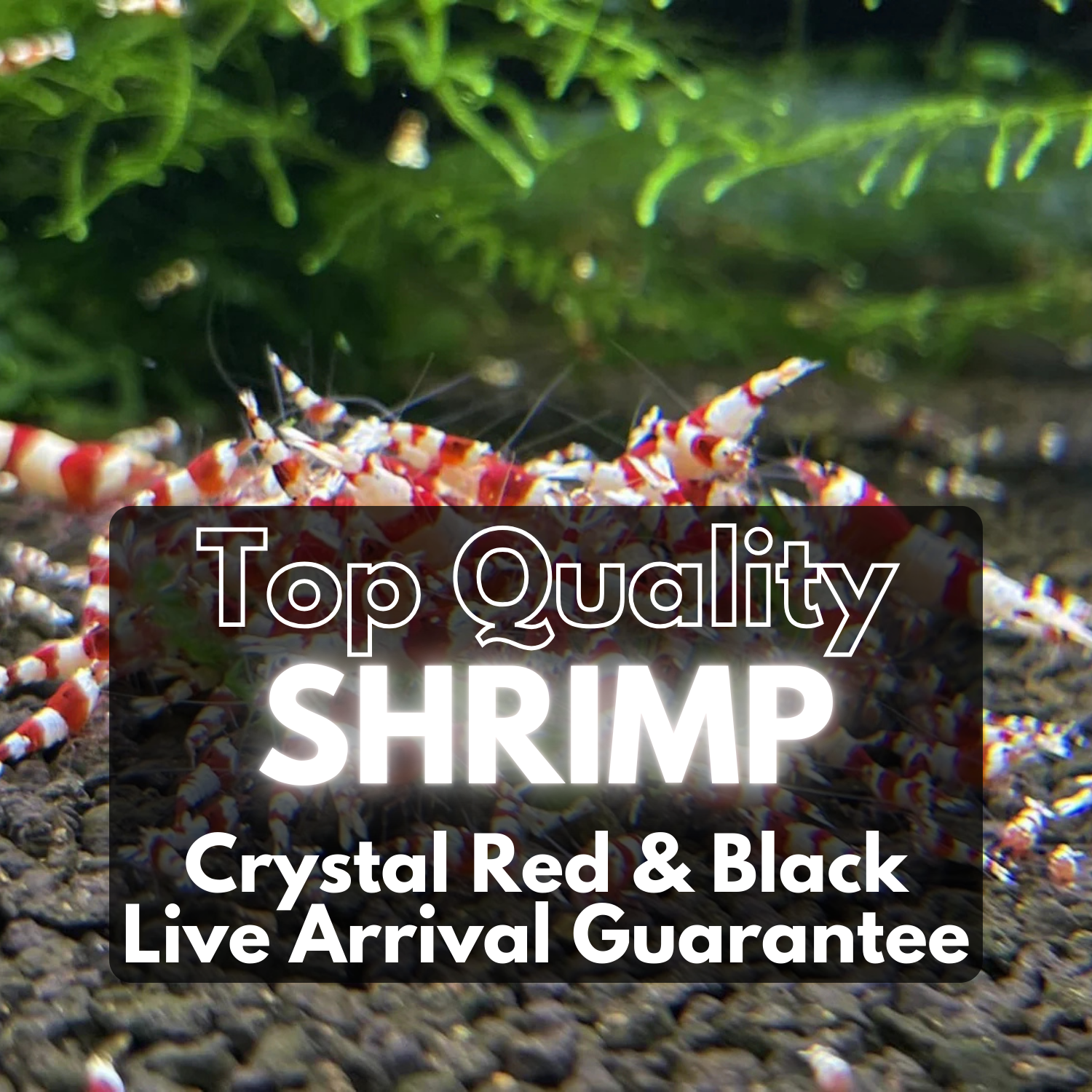 Aquarium Freshwater Fancy Caridina Shrimp